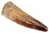 Spinosaurus Tooth - Real Dinosaur Tooth #192115-1